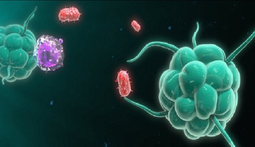 صورة : اكتشاف 4 أنواع جديدة من خلايا الدم المحاربة للعدوى