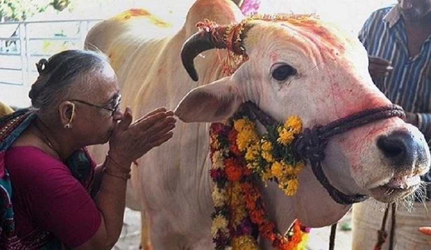 خدمة للأبقار في الهند يفتقر لها بعض السكان.. هذه أحدث ابتكارات حماية هذا الحيوان الموقر!