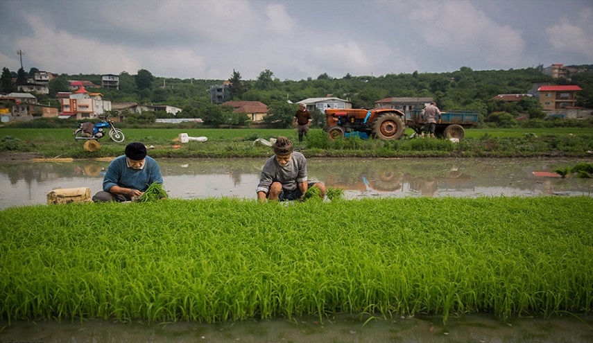 زراعة الأرز في شمال ايران