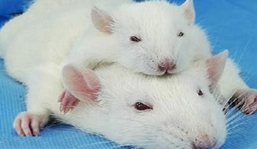 تجربة ناجحة لزراعة رأس فأر