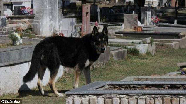 شاهد .. كلب يعيش بجانب قبر صاحبه 10 أعوام
