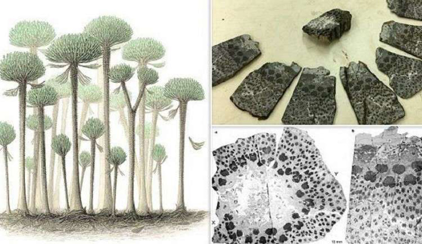 أكتشاف مذهل.. أقدم شجرة في العالم