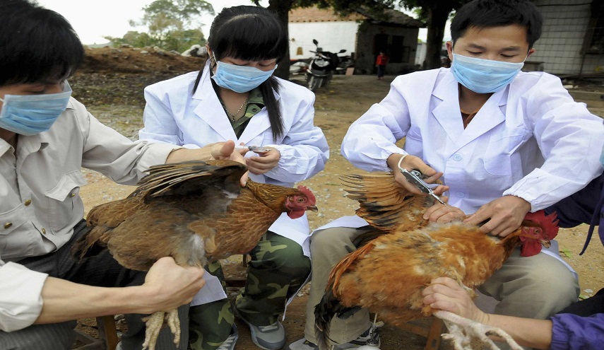  تحذير: انتشار نوع جديد لإنفلونزا الطيور!