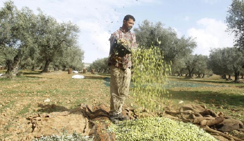 تونس تتجه لوصافة مصدري زيت الزيتون عالميا