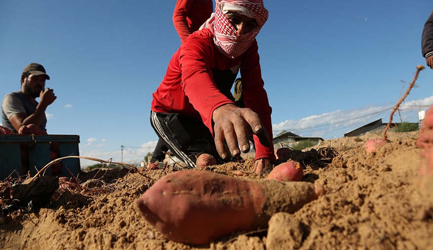 البطاطا الحمراء.. "المذاق الحلو" المدفون في أرض غزة