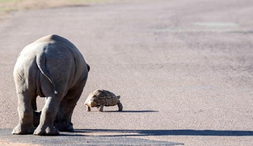 وحيد القرن يطارد سلحفاة .. شاهد ماذا فعلت به!