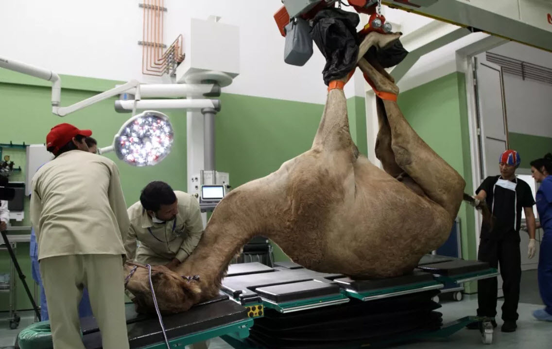 عمل جراحی شتر در یکی از بیمارستانهای دبی+عکس