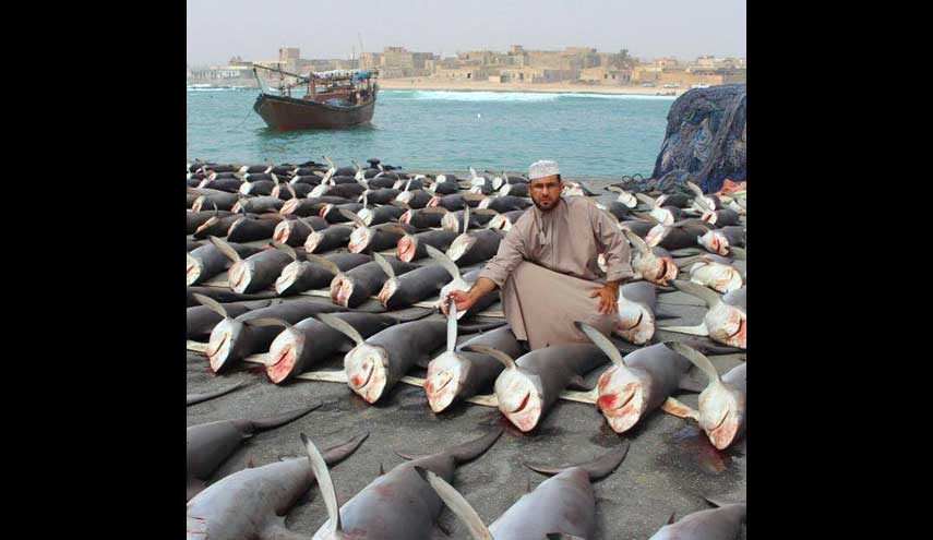 العثور على أشلاء أسماك القرش في إيران