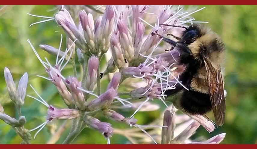 إكتشاف علمي جديد.. سم النحل يقضي على أنواع من السرطان