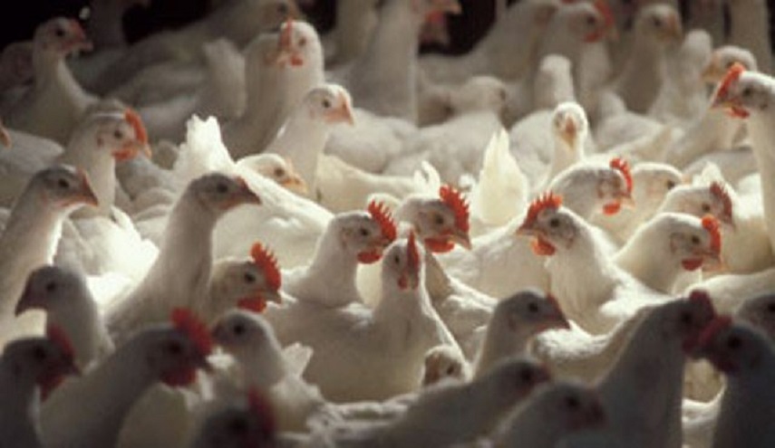 محافظة بغداد تصدر أوامر جديدة بشأن الدجاج ومنتجاته !