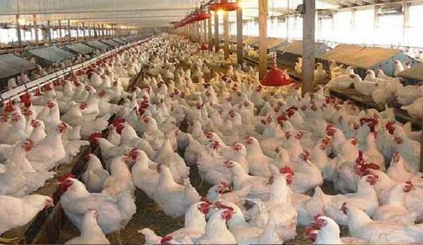 الصحة العراقية تصدر بيانا حول إصابات بشرية بإنفلونزا الطيور