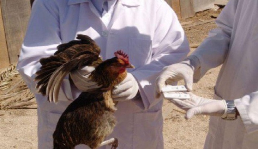 الكشف عن سر انتشار انفلونزا الطيور في العراق