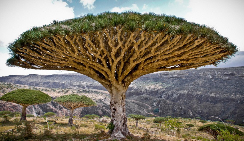 هل نقلت "أشجار سقطرى" اليمنية إلى الإمارات؟