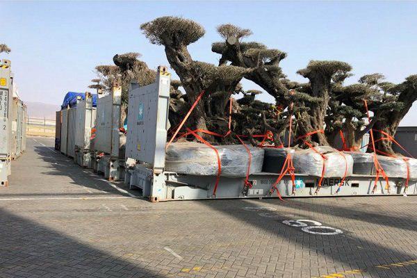 درختان یمن هم سرقت می شود!
