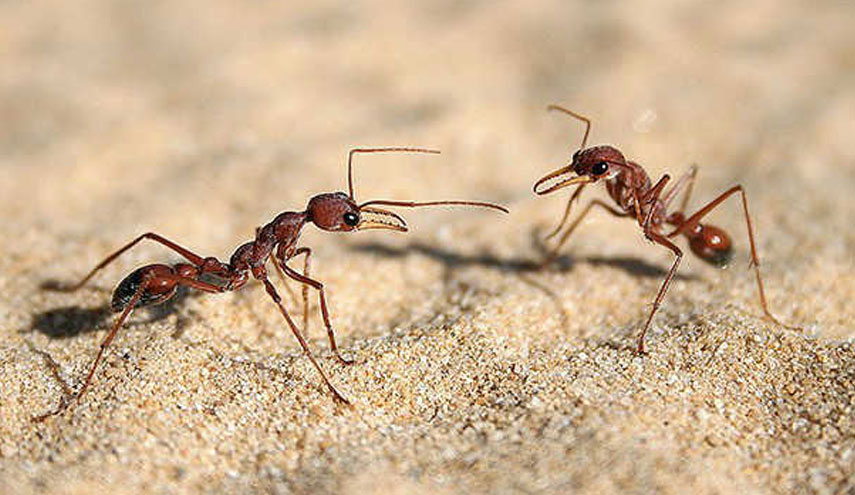 النمل يحير العلماء... هذاما سيفعله النمل بحياتكم في المستقبل!