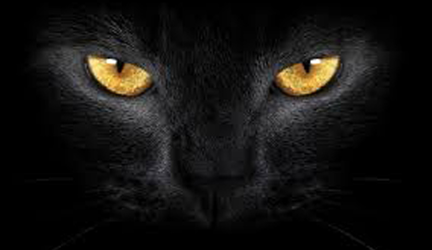 أساطير صنعها التاريخ.. القط الأسود يجلب الحظ لليابانيين ويرافق الساحرات في العصور الوسطى