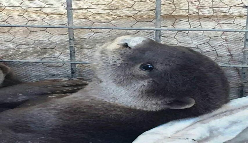 حيوان مهدد عالمياً بالانقراض يظهر داخل قفص في ميسان قبل اطلاق سراحه