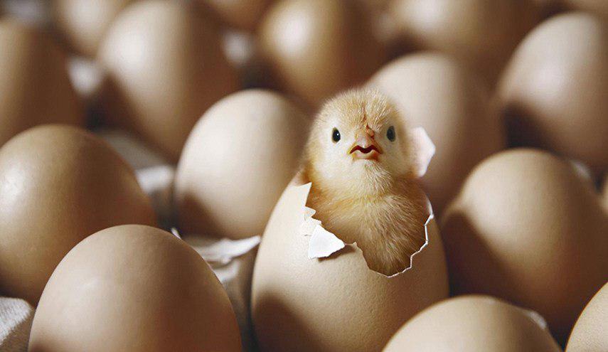 الكشف عن سر كسر الصيصان لقشرة البيضة