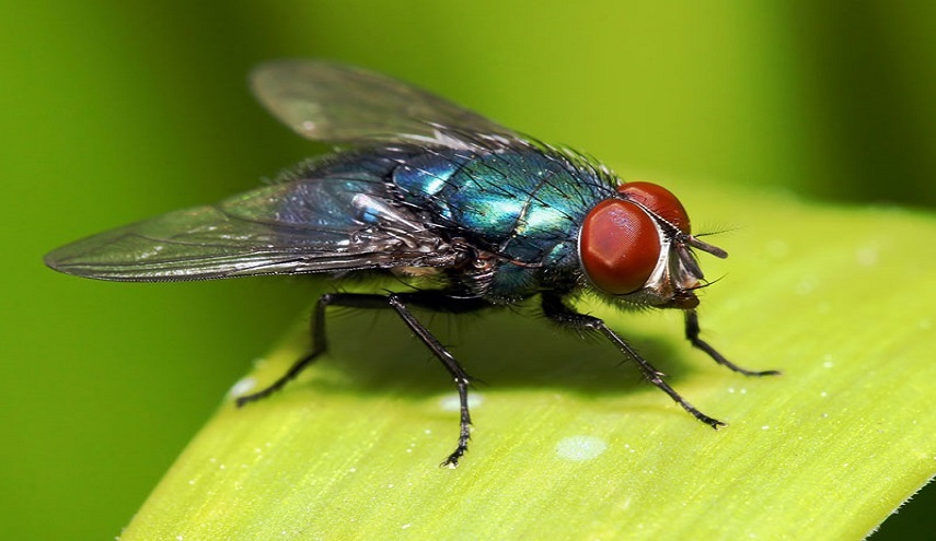  اللدغة قد تؤدى للوفاة.. حشرات نتعايش معها تهدد الحياة 