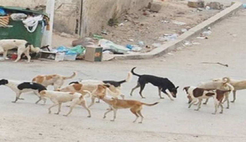 في العراق.. دجاجتان تقتلان 70 كلبا سائبا      