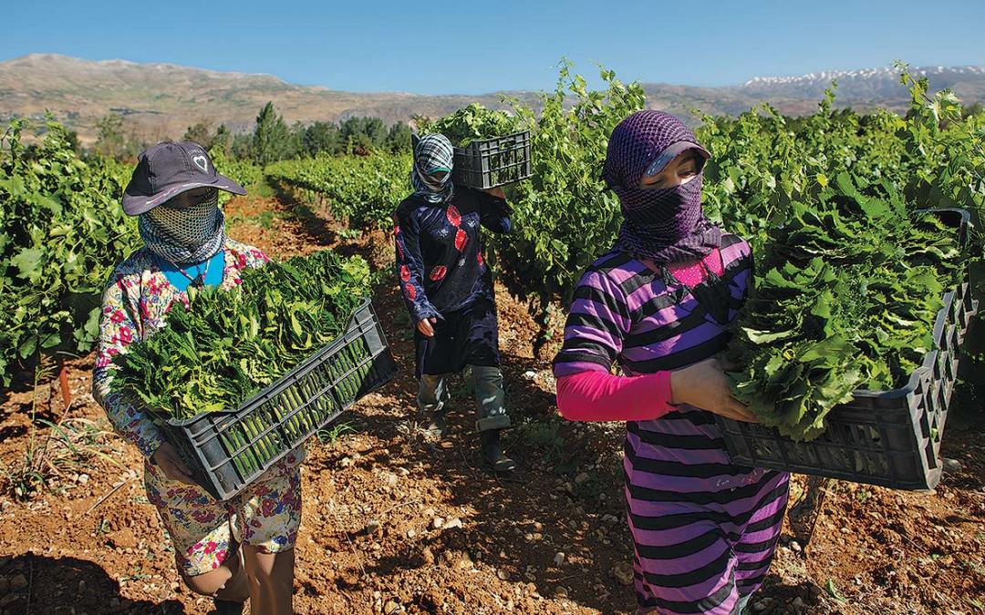 الزراعة في لبنان