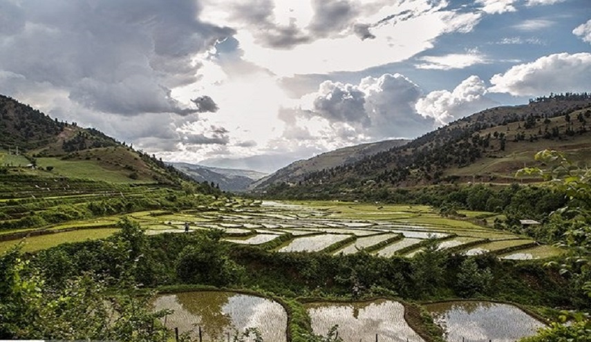 شاهد بالصور.. مزارع الأرز بمحافظة جيلان الايرانية