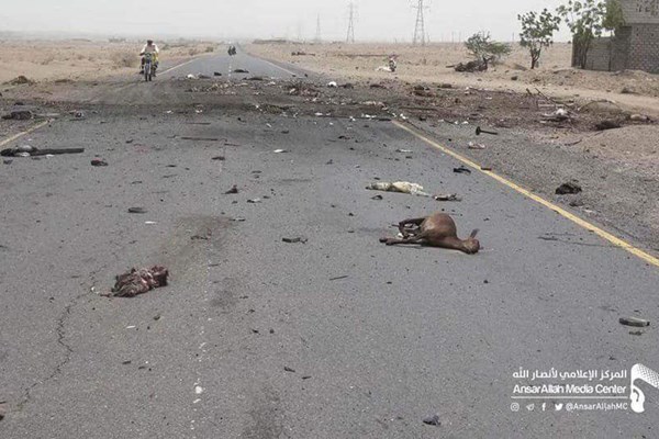 گله‌های گوسفند و احشام هم در یمن بمباران می‌شوند + فیلم