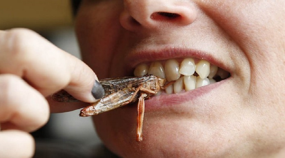 دراسة تكشف عن فائدة غير متوقعة لأكل الصراصير!