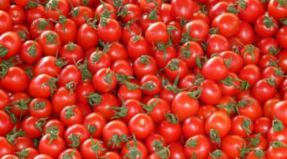 الطماطم كنز من الفوائد الصحية.. تعرف عليه !