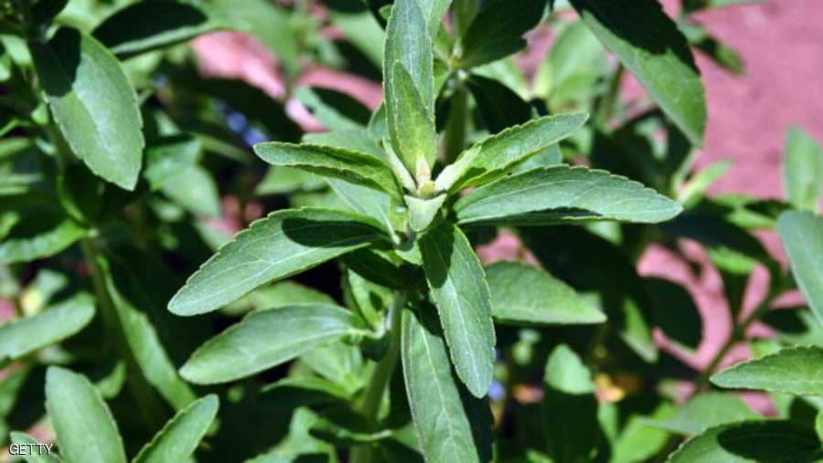 باحثون إيرانيون ينجحون في زيادة انتاجية نبات ستيفيا
