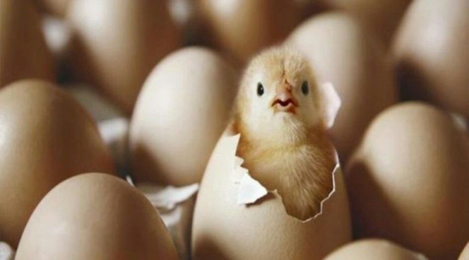 علماء يتوصلون الى اجابة للغز “البيضة أولا أم الدجاجة”
