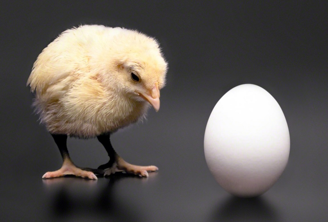 البيضة أولا أم الدجاجة... العلم يحسم الجدل 