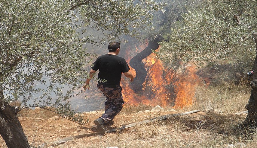 مستوطنون صهاينة يحرقون 200 شجرة زيتون للفلسطينيين