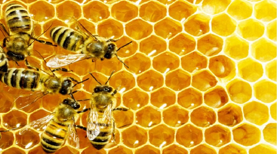  سم النحل علاج فعال لهذا المرض! 