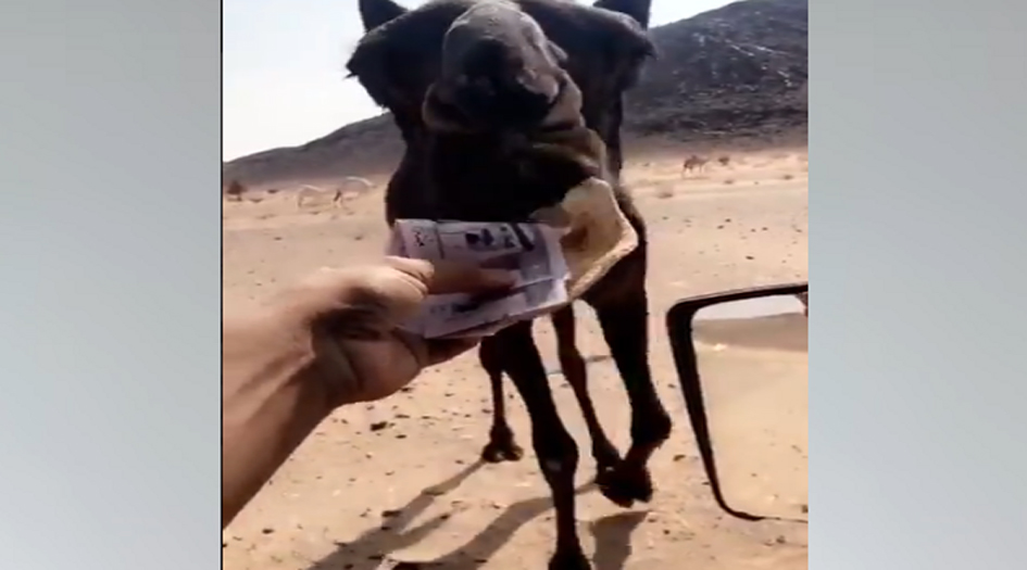 بالفيديو... سعودي "سفيه" يطعم بعيره أوراقاً نقدية فئة 100 ريال!