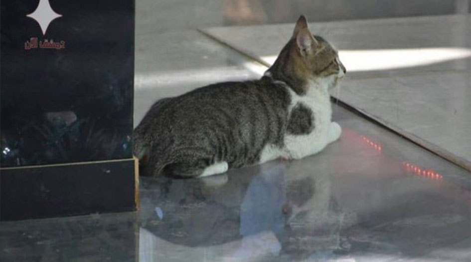 قطة صغيرة تقتحم القناة السورية كل صباح!