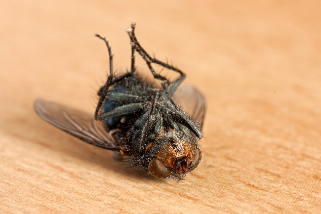 خلطة غير سامة للتخلص من حشرات المنزل 100%!