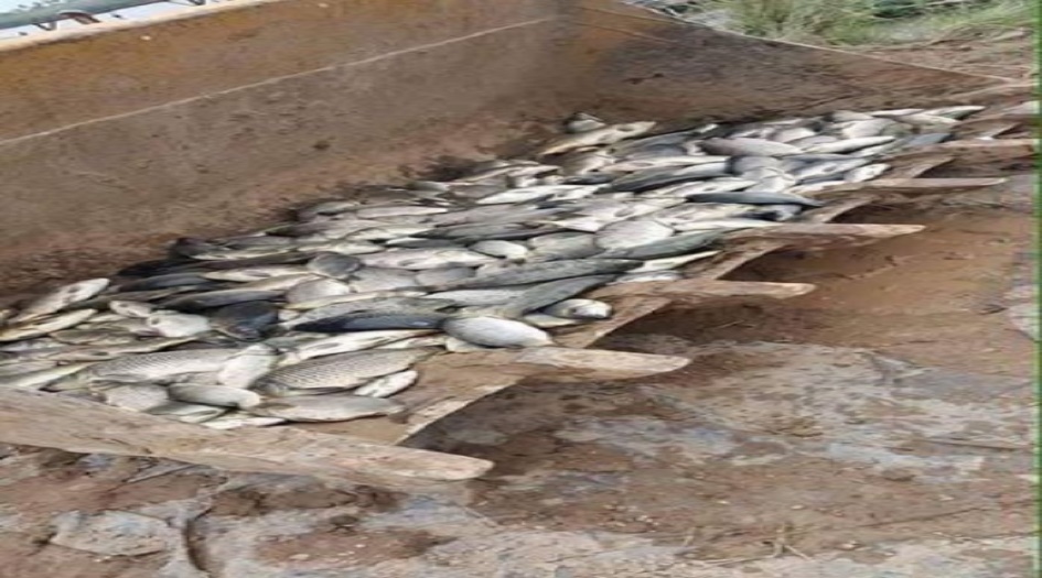 الصحة العراقية توضح صلاحية استهلاك الأسماك النافقة وانتقال مرضها للإنسان