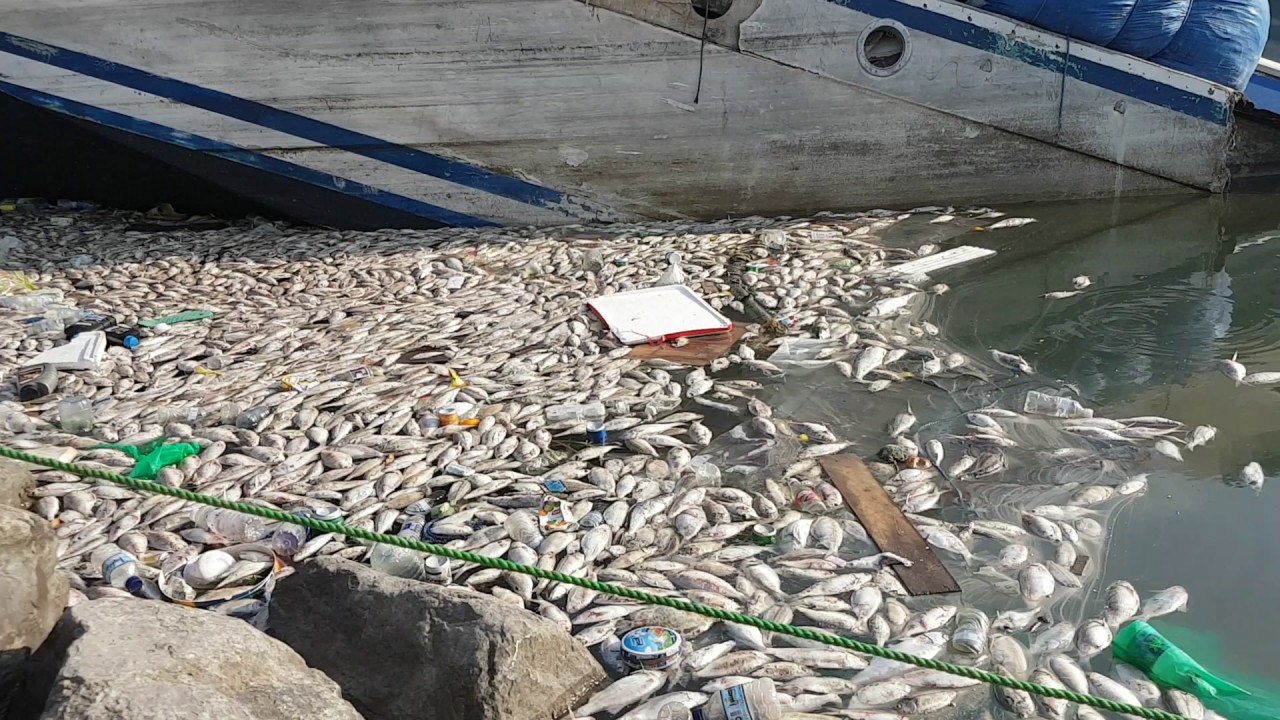 محافظة عراقية جديدة تدخل في أزمة نفوق الأسماك