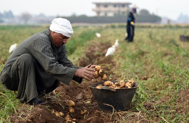 البنك المركزي المصري في ورطة بسبب البطاطس
