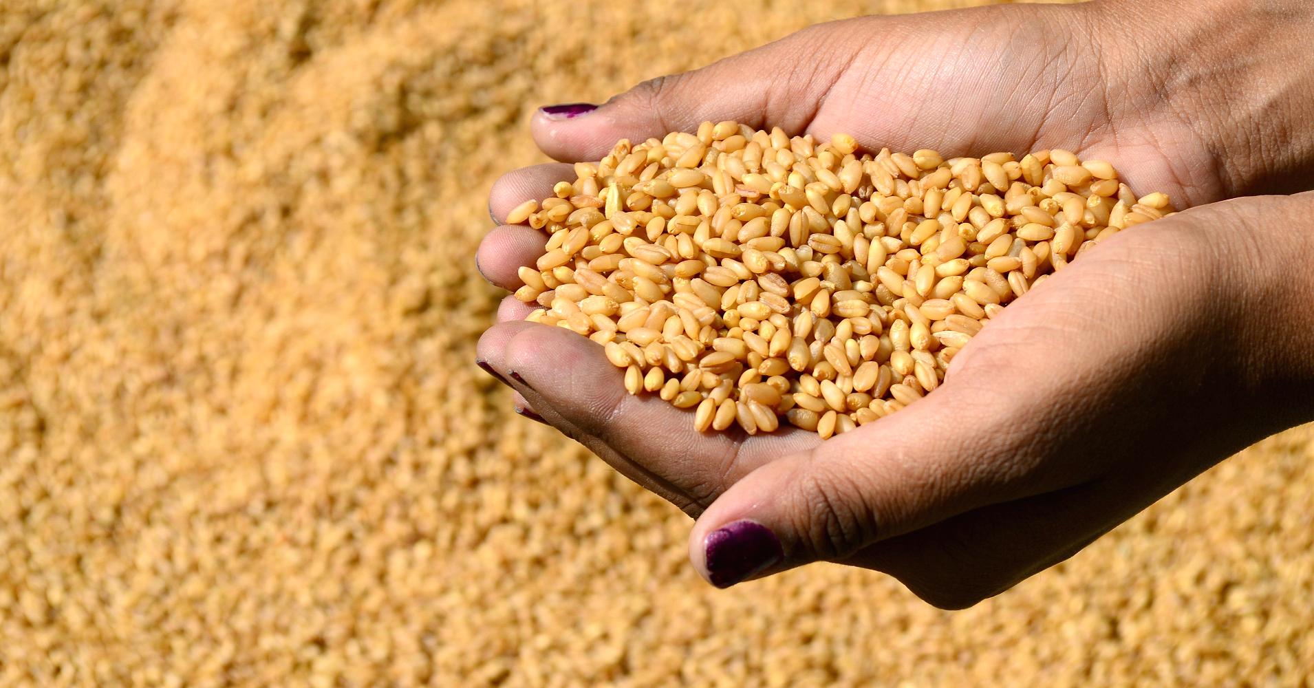 العراق يكشف عن مخزونه من القمح والأرز