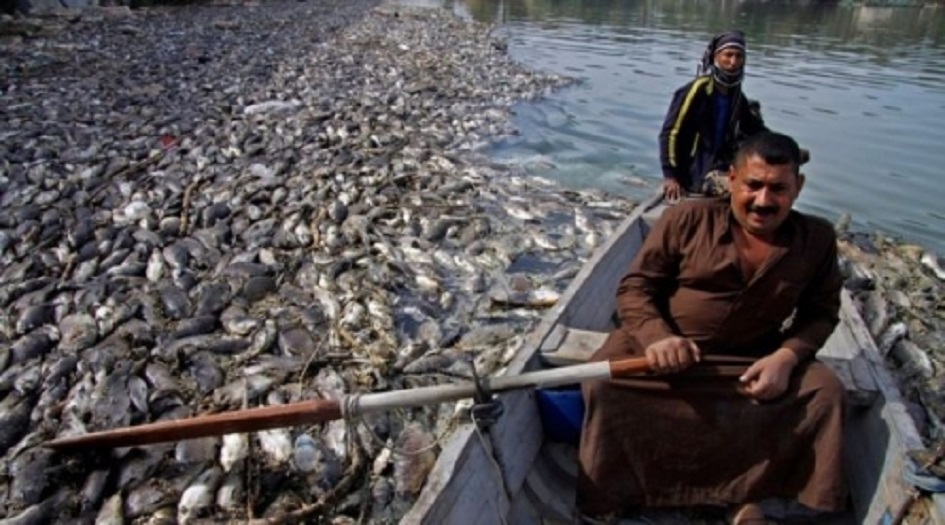  الصحة العالمية تكشف نتائج تحقيقاتها الخاصة بنفوق الاسماك في العراق