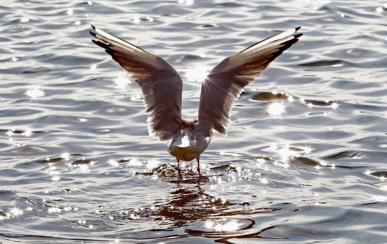 بالصور.. الطيور المهاجرة تزين بحيرة جيتكر 