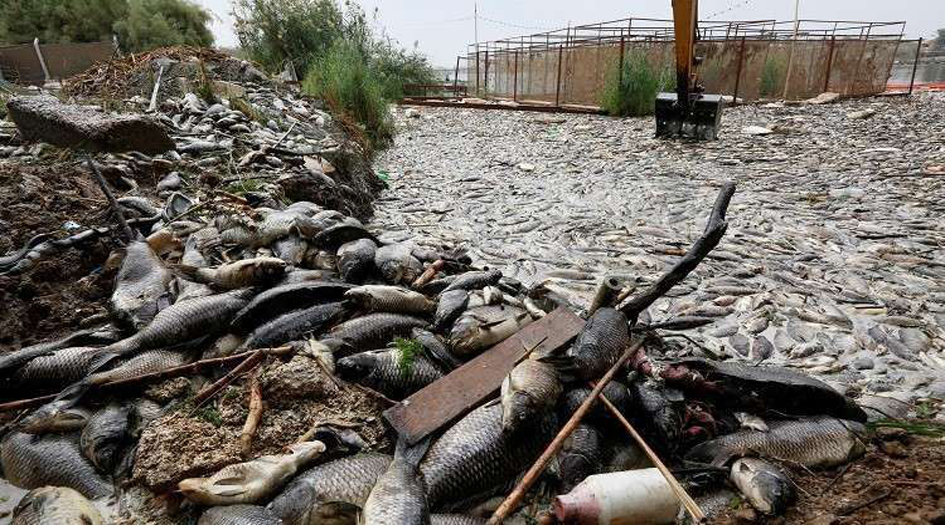 البرلمان العراقي يلزم الحكومة بتعويض المتضررين من نفوق الأسماك