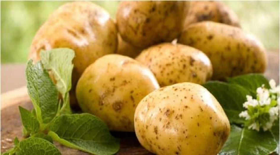 مادة سامة في البطاطا.. تعرفوا الى مدى خُطورتها