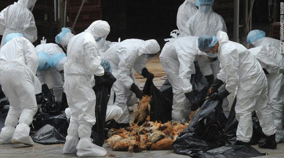 الزراعة العراقية تنشر تقريرآ هامآ حول "حدوث اصابات بوباء انفلونزا الطيور"