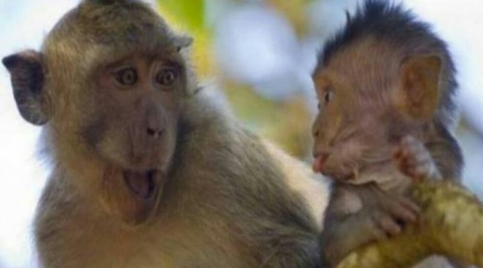 هل تعلم .. ما هي قصة المثل الشعبي “القرد بعين امه غزال” ؟!