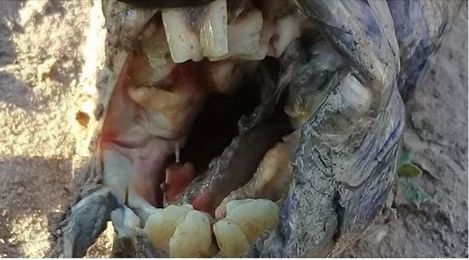 بالصور.. العثور على كائن غريب بأسنان بشرية