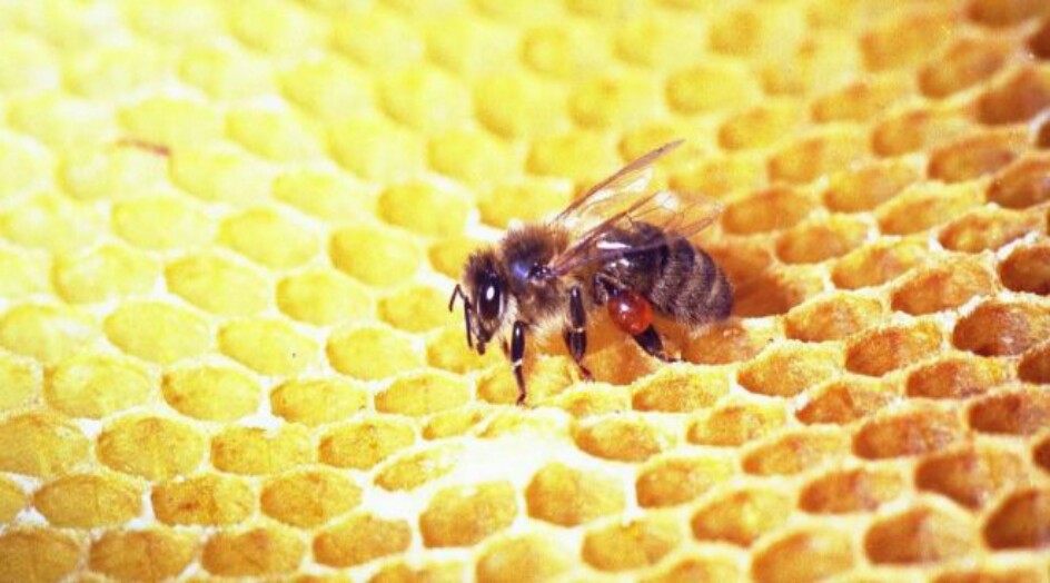 العكبر (البربولس) : العلاج الذي يصنعه النحل لكل الأمراض