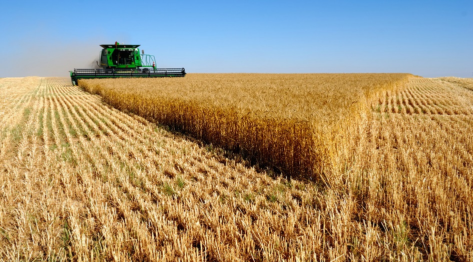 الزراعة الايرانية: لا انخفاض بانتاج القمح رغم السيول